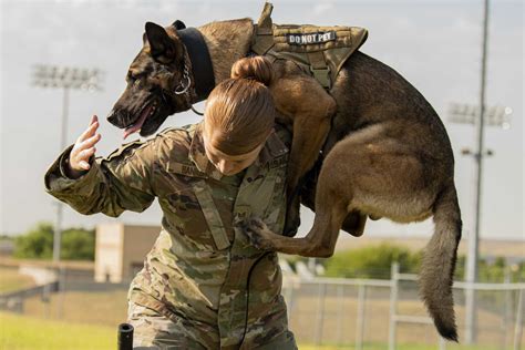 Military Working Dogs Their Handlers Show Off Intense Skills In San