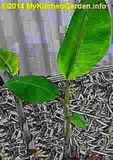 Certain species may be easier than others to propagate. Growing Bananas: How to Grow Banana Trees at Home