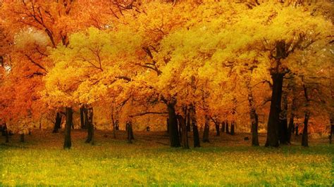 Fall Wallpaper And Background Image 1366x768