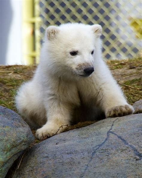 Baby Polar Bear Toronto Zoo Baby Polar Bears Polar Bear Bear