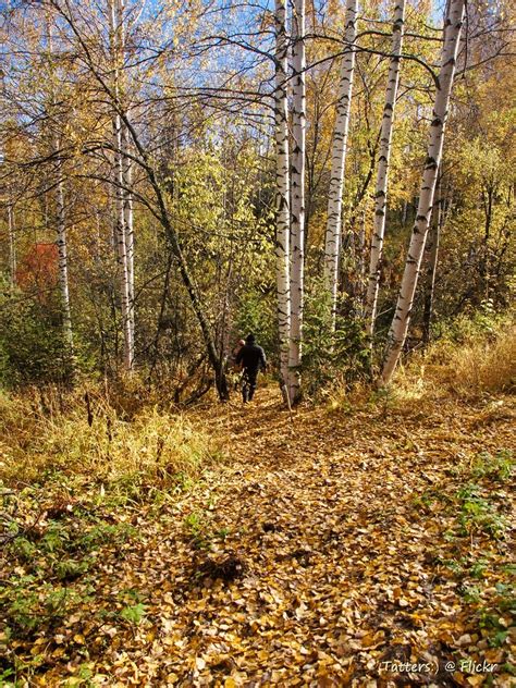 Autumn In Siberia The Taigas Beauty Becomes Highlighted I Flickr