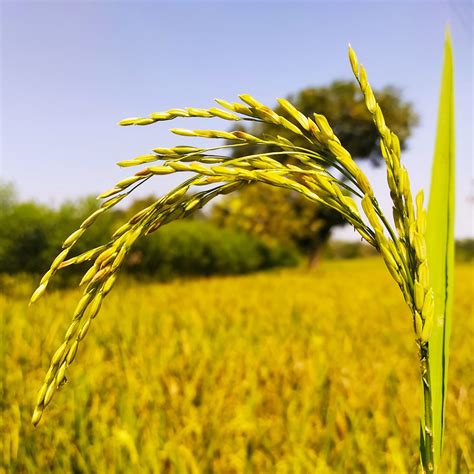 A Single Rice Plant Pixahive