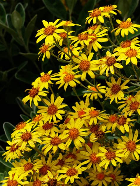 Exclusive offers and bonuses up to 100% back! Yellow Flowers Free Stock Photo - NegativeSpace