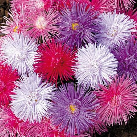 Aster Sea Star Mix Flower Seeds Callistephus Chinensis Etsy