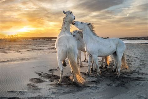 Premium Photo White Horses In The Beach