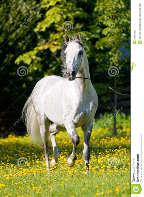 white horse runs trot  summer stock image image