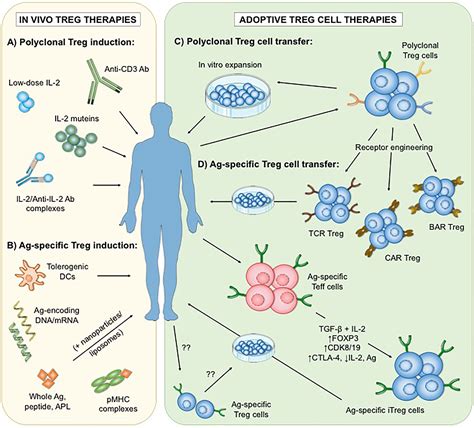 Frontiers Antigen Specific Regulatory T Cell Therapy In Autoimmune
