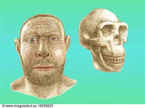 Homo Erectus Skull And Facial Reconstruction Homo Erectus Skull And