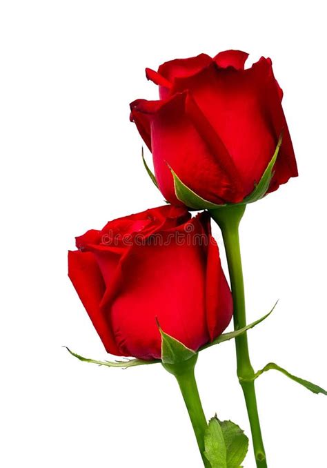 Two Red Rose Isolated On White Stock Image Image Of Love Isolated