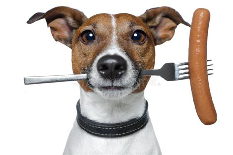 Hungry Dog Stock Image Image Of Eyes Dinner Funny 23638577