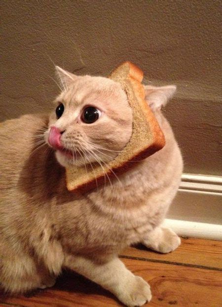 The Latest Internet Craze Pet Cats With A Slice Of Bread On Their