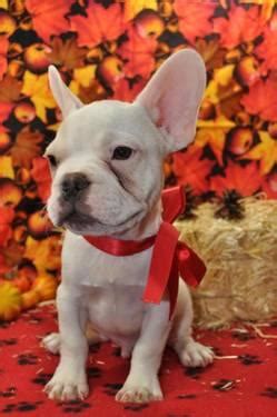 When you adopt from the animal defense league of texas, you do not save just one life; AKC French Bulldog for Sale in San Antonio, Texas ...