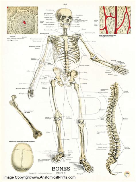 Human Skeleton Anatomy And Physiology Poster Clinical Charts And