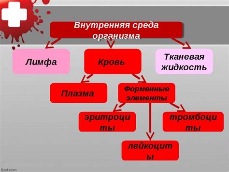 Внутренняя среда человека презентация человека