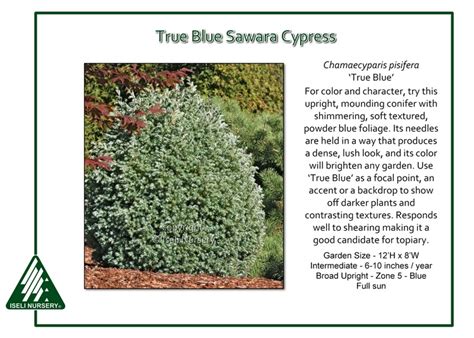 Silver dhupi/ true blue sawara cypress. Chamaecyparis pisifera 'True Blue' - Iseli Nursery