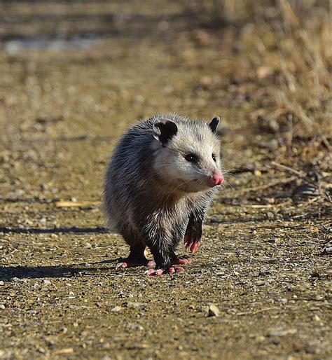 Opossum Control: Trapping & Removal Service