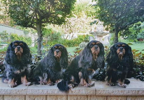 A gaming platform for all game lovers offering the opportunity to compete in esports tournaments and consume gaming related content to ultimately bring gamers closer to one another. These Four-Legged Actors in the New STC Play Are Motivated ...