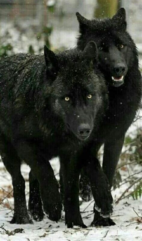 Black Wolves Wolf Photos Wolf Pictures Animal Pictures Animals