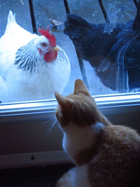 Someone Wants To Come Inside Our Silly Chickens On Our Farm Theyre