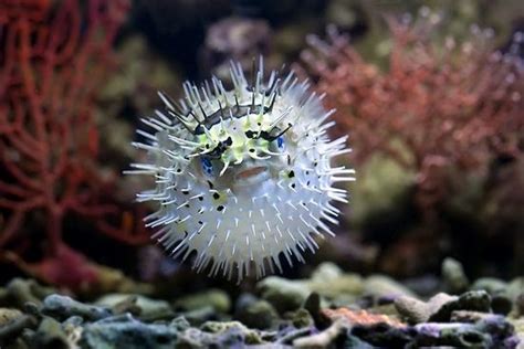 121 Best Images About Fish Puffer On Pinterest Animal