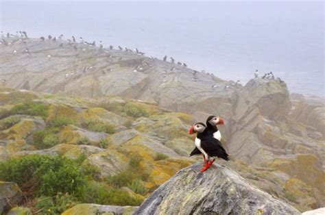 Atlantic Puffin Pair Photography At Machias Seal Island Maine By