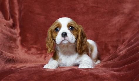 77 Akc Registered Cavalier King Charles Spaniel Pic Bleumoonproductions
