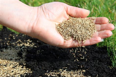 How And When To Water Your New Grass Seeds Happysprout