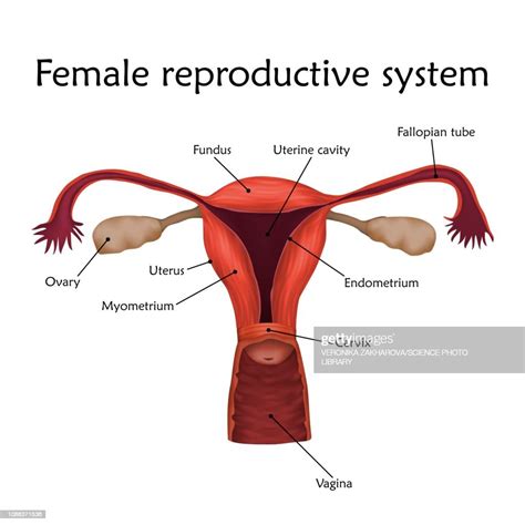 Female Reproductive System Illustration Illustration Getty Images