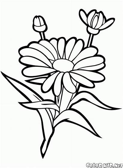 Coloring Flower Printable Embroidery Patterns Garden Colorkid