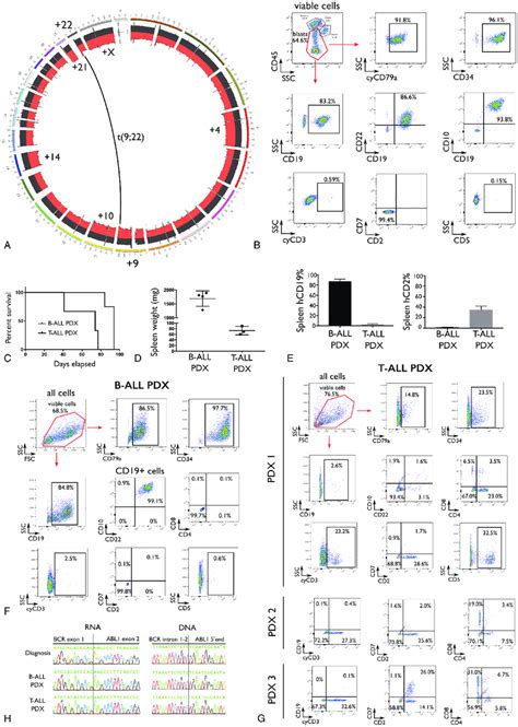 B To T Cell Lineage Shift After Injection Of The Bcr Abl1 Positive