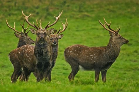 Pin By Arina Animallover On Sika Deer Deer Species Deer Stalking Deer