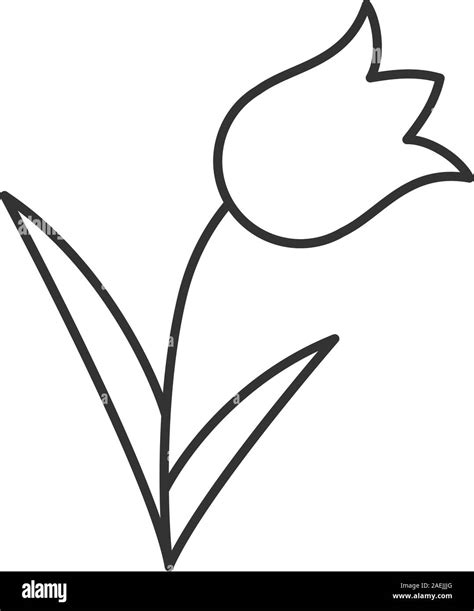 Tulip Linear Icon Blooming Flower Thin Line Illustration Spring