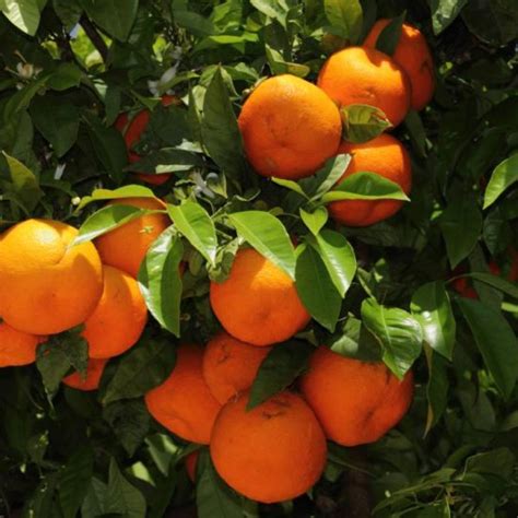Orange Seville Blerick Tree Farm