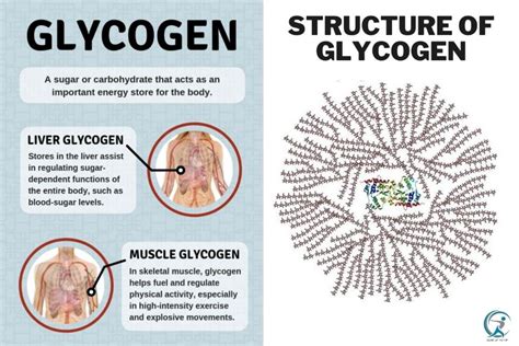 What Is The Role Of Glycogen Gear Up To Fit