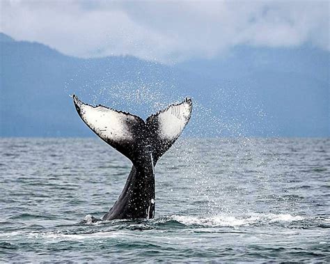 Whale Watching Adventure Listen To Whales Speak Alaskaorg