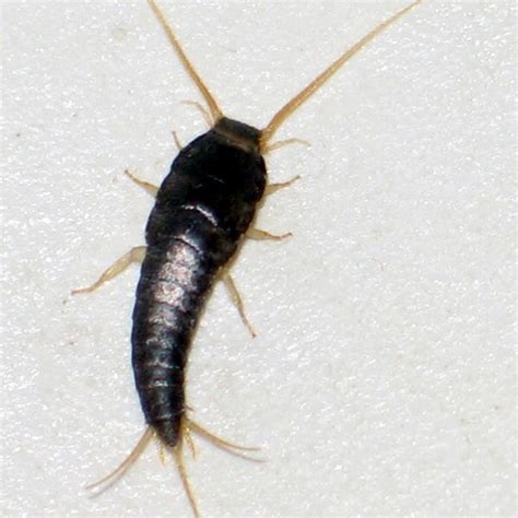 Insects Id Common Silverfish Lepisma Saccharina