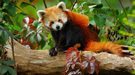 How Many Red Pandas Are Left In The Wild Readers Digest Canada