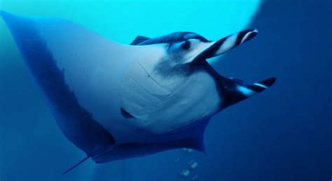 Manta Ray Fish Facts Pictures Habitat And Video