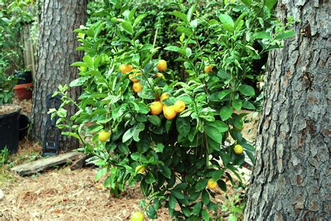 We did not find results for: Kumquats - Genus Fortunella - The Bell House - Growing ...