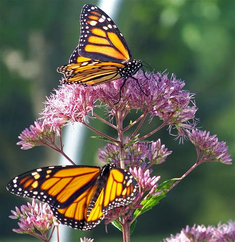 Monarch Butterflies On A Flower Free Stock Photo Public Domain Pictures