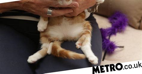 Kitten Has With Six Legs After Being Born With Parasitic Twin Metro News