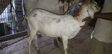 Black Bengal Goat Khasimalefemale Meat 7 To 12 Months At Rs 450kg