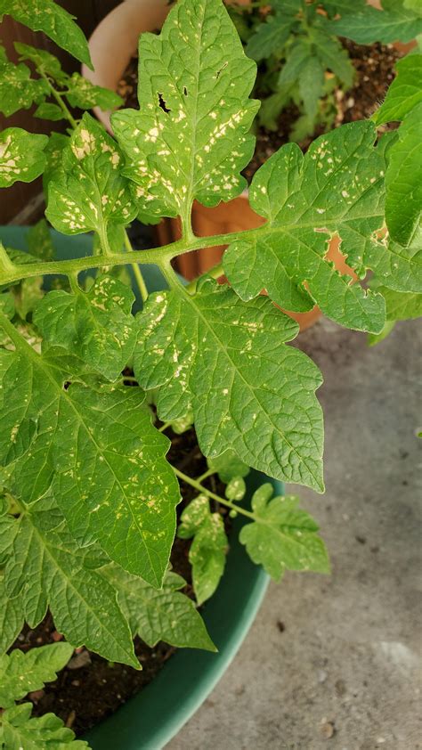 What Is Wrong With Tomato Plant What Are White Lines On Leaves R