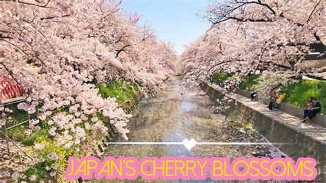 The top supplying country or region is japan, which supply 100% of you tube 18 respectively. Japan's Cherry Blossom Festival 2018 - YouTube