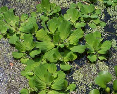 *note* although this category calls for separate exams, the study material for aquatic and general standards is found in one study manual. SCDNR - Aquatic Nuisance Species Program Pistia stratiotes ...