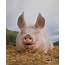 Domestic Pig Photograph By Hans Reinhard