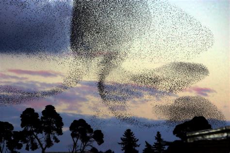 Understanding How Starlings Use Their Confusion Effect