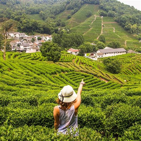 Tea Plantations In Hangzhou A Scenic Escape From Shanghai