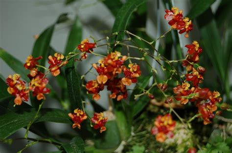 Oncidium Tiny Twinkle Orange Pride Florariumplants