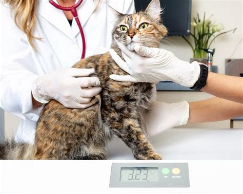 Cat Losing Weight Causes When To See A Vet Cats